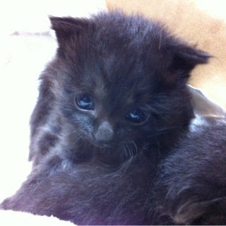 里親様決まりました、ありがとうございました。