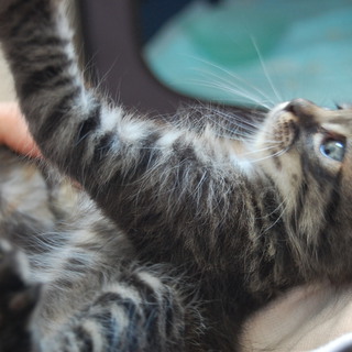 子猫の里親募集