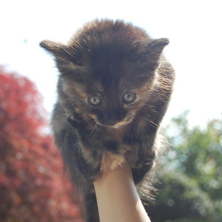 子猫の里親募集
