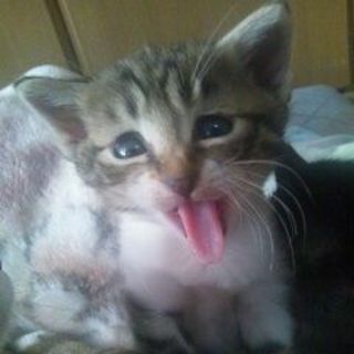 この子だけ貰い手が見つかりません(´;ω;`)!