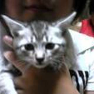 白っぽいトラ猫ちゃんです☆