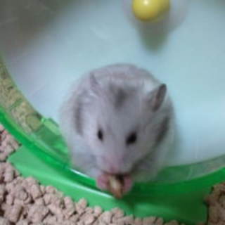 長毛ハムスター２匹