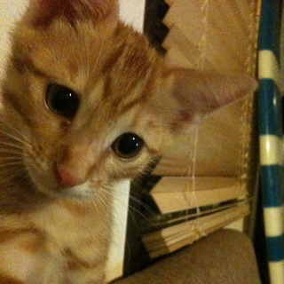 11ヶ月茶トラ　去勢済み