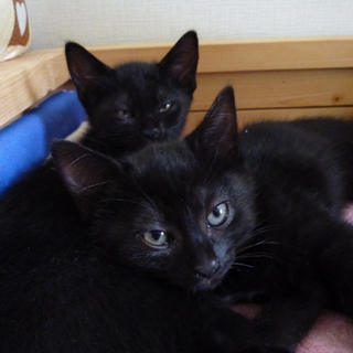 ジジみたいなカワイイ黒猫です!!