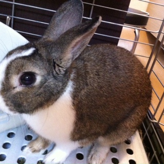 健康一番！白と焦げ茶・立ち耳・mix