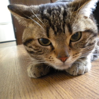 1歳の血統書付きアメショーです