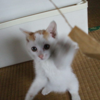 子猫の里親募集