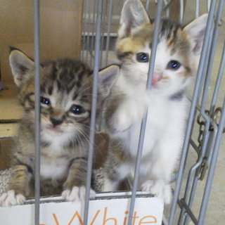 三毛とトラの子猫