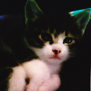 生後１ヶ月未満？の仔猫・里親募集中！