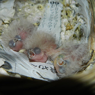 キンカチョウの雛