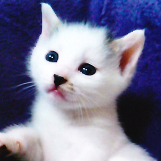 生後１ヶ月未満の仔猫里親さん募集！