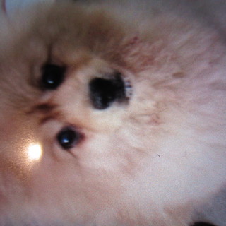 ポメラニアン　メス　