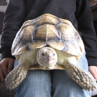 ケヅメリクガメ