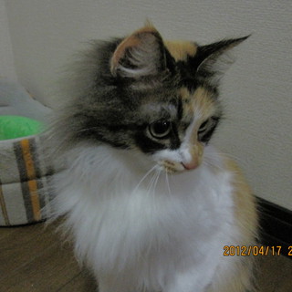 さくらをお願いします