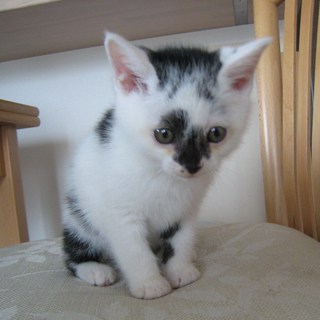 ワンちゃん４匹、お兄ちゃん猫のお家に行きました。