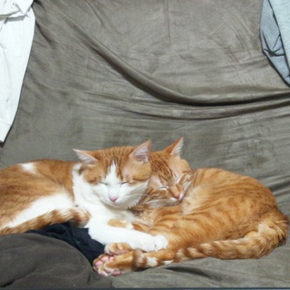 京都から兄弟♂です。