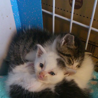 【急募】猫の里親募集してます！！