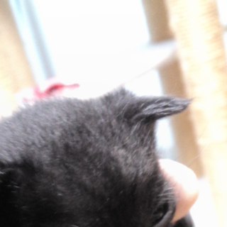 里親になって下さい。