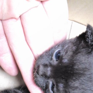 里親になって下さい