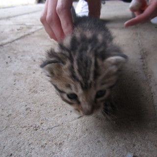 生まれたてです