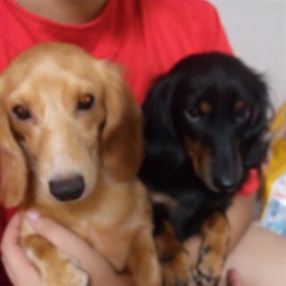 ミニチュアダックス　