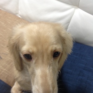 ミニチュアダックス