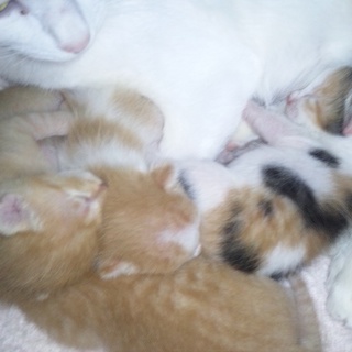 オス猫１匹メス猫３匹里親募集です。