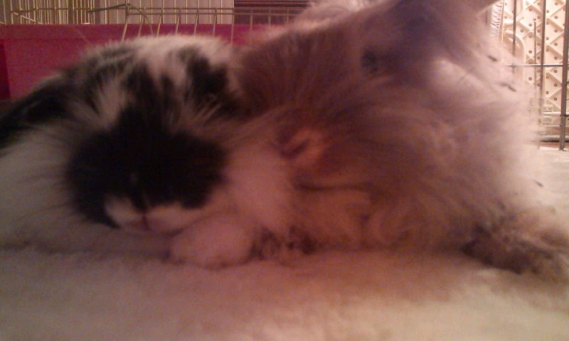 ライオンラビット オレン 北海道 小動物の里親募集 3090 ペットのおうち 月間利用者150万人