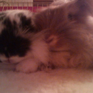 ライオンラビット♂オレンジ、ロップイヤー♀白黒