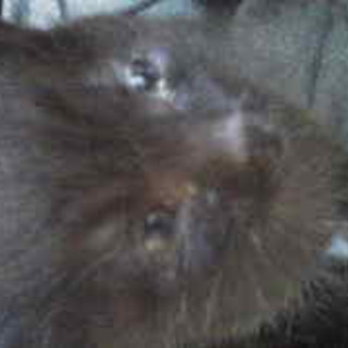 仔猫ちゃん兄弟の里親になってください。