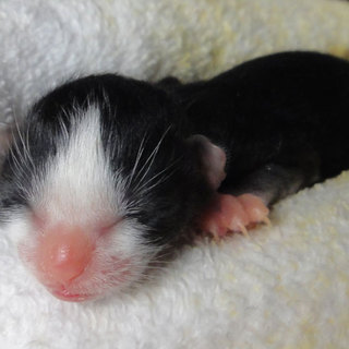 生まれたばかりです