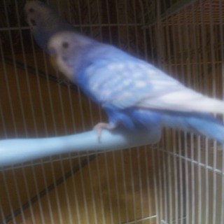 札幌市清田区より引き続き、六羽の若鳥の里親様募集です。