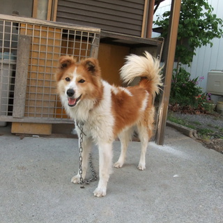 「大吉くん」の里親さん、緊急募集です。