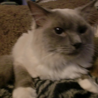 ラグドール　寂しがりやです。