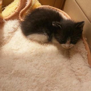 里親さんが見つかりました。