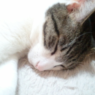 里親募集！急募！