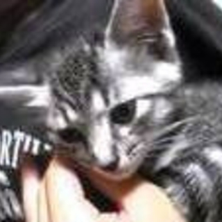 おっとりしてますが、遊ぶ時はとっても元気な子♪