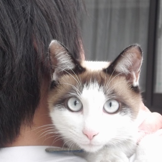 どなたかポン太（この子）の里親になってください！