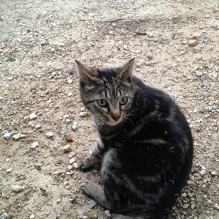 成猫のメスの里親を募集します。
