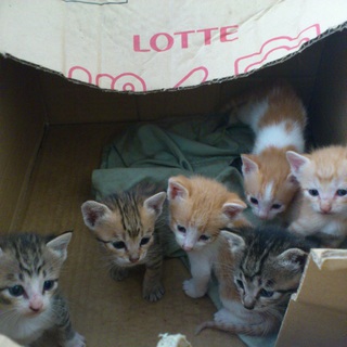 子猫６匹1か月です！可愛い顔立ちをしています