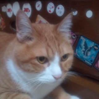 里親募集しています。