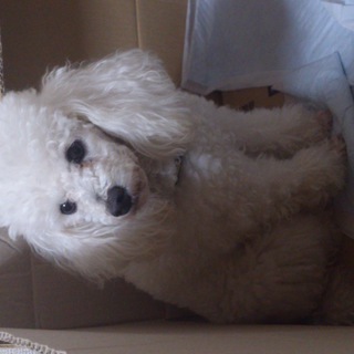 トイ・プードル　３歳　女の子　里親緊急募集してます。
