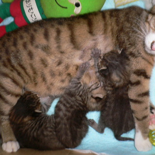 5/9に生まれたベンガル柄の子猫３匹