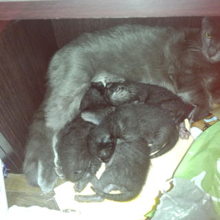 子猫ちゃん4匹の里親大募集(*^^*)