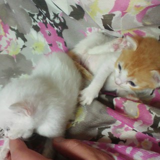 人なつこい子猫たちです