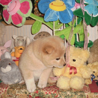 2012元旦産まれの縁起犬