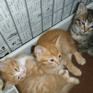 子猫の里親募集   