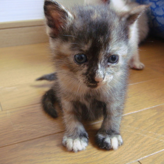 里親募集！子猫2匹です！