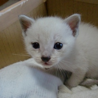 かわいい子猫です！