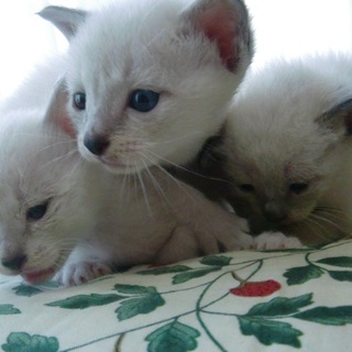 かわいい子猫です！その２